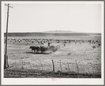 Rancher feeding hay which was raised through flood irrigation in the Little Colorado River Valley. Apache County near Springerville, Arizona