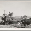 Rancher feeding hay which was raised through flood irrigation in the Little Colorado River Valley. Apache County near Springerville, Arizona