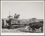 Rancher feeding hay which was raised through flood irrigation in the Little Colorado River Valley. Apache County near Springerville, Arizona