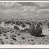 Dry wash in the desert in Sandoval County, New Mexico