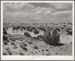 Dry wash in the desert in Sandoval County, New Mexico