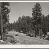 Arizona boasts one of the largest yellow pine forests in the country. This is the Apache National Forest. Navajo County, Arizona