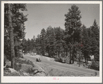 Arizona boasts one of the largest yellow pine forests in the country. This is the Apache National Forest. Navajo County, Arizona