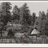 Wickiups of the Apache Indians who tend small fields of corn, squash and grass in the Apache National Forest. Navajo County, Arizona