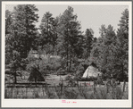 Wickiups of the Apache Indians who tend small fields of corn, squash and grass in the Apache National Forest. Navajo County, Arizona