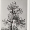 Top of yellow pine tree in Apache National Forest. Navajo County, Arizona