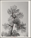 Top of yellow pine tree in Apache National Forest. Navajo County, Arizona