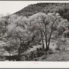 Cottonwood trees in the valley floor of Carrizo Creek. Navajo County, Arizona