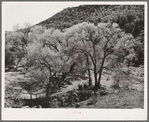 Cottonwood trees in the valley floor of Carrizo Creek. Navajo County, Arizona