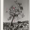 Western Juniper growing in Carrizo Creek Valley. Navajo County, Arizona