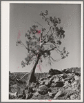 Western Juniper growing in Carrizo Creek Valley. Navajo County, Arizona