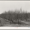 Irrigated orchard. Bernalillo County, New Mexico