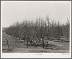 Irrigated orchard. Bernalillo County, New Mexico