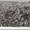 Grass growing in soil of volcanic origin. Apache County near Springerville, Arizona