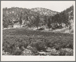 Snow in the mountains is a major source of water supply of the arid Southwest. White House Canyon, Catron County, New Mexico