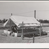 Poultry raising is one of the mainstays of the Arizona part-time farms. Chandler Unit, Maricopa County, Arizona