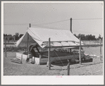 Poultry raising is one of the mainstays of the Arizona part-time farms. Chandler Unit, Maricopa County, Arizona