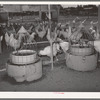 Drinking fountains for chickens on the Arizona part-time farms. Chandler Unit, Maricopa County, Arizona