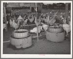 Drinking fountains for chickens on the Arizona part-time farms. Chandler Unit, Maricopa County, Arizona