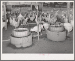 Drinking fountains for chickens on the Arizona part-time farms. Chandler Unit, Maricopa County, Arizona