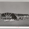 Chicken shelter on the Arizona part-time farms, Chandler Unit. Maricopa County, Arizona