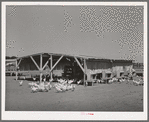 Chicken shelter on the Arizona part-time farms, Chandler Unit. Maricopa County, Arizona