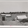 Brooder tents for chickens on the Arizona part-time farms. Maricopa County, Chandler Unit, Arizona