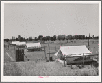 Brooder tents for chickens on the Arizona part-time farms. Maricopa County, Chandler Unit, Arizona