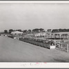 Feed troughs and shelters for cattle at the Arizona part-time farms. Chandler Unit, Maricopa County, Arizona