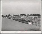 Feed troughs and shelters for cattle at the Arizona part-time farms. Chandler Unit, Maricopa County, Arizona