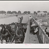 Feeding the dairy herd of the Arizona part-time farms. Chandler Unit, Maricopa County, Arizona