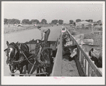 Feeding the dairy herd of the Arizona part-time farms. Chandler Unit, Maricopa County, Arizona