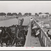 Feeding the dairy herd of the Arizona part-time farms. Chandler Unit, Maricopa County, Arizona