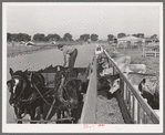 Feeding the dairy herd of the Arizona part-time farms. Chandler Unit, Maricopa County, Arizona