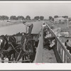 Feeding the dairy herd of the Arizona part-time farms. Chandler Unit, Maricopa County, Arizona