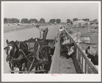 Feeding the dairy herd of the Arizona part-time farms. Chandler Unit, Maricopa County, Arizona