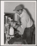 Member of the Arizona part-time farms, Chandler Unit, filling milk bottles in the dairy of the farm. Maricopa County, Arizona