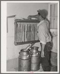 Member of the Arizona part-time farms, Chandler Unit, cooling milk at the dairy of the farm. Maricopa County, Arizona