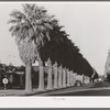 Avenue of palms line the residential streets of Phoenix, Arizona