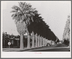 Avenue of palms line the residential streets of Phoenix, Arizona