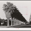 Avenue of palms line the residential streets of Phoenix, Arizona