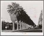 Avenue of palms line the residential streets of Phoenix, Arizona