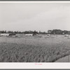 Chicken yard and poultry shelters at the Arizona part-time farms. Maricopa County, Arizona