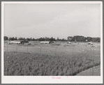 Chicken yard and poultry shelters at the Arizona part-time farms. Maricopa County, Arizona