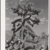 Cactus in bloom in Graham County, Arizona