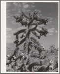Cactus in bloom in Graham County, Arizona