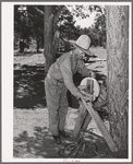Faro Caudill's father sharpening his knife. This man was a cowboy and rancher in the section before the homesteaders came in. Pie Town, New Mexico