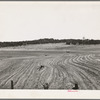 Jack Whinery plowing with burros. Pie Town, New Mexico. This is typical valley farming land in this section