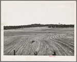 Jack Whinery plowing with burros. Pie Town, New Mexico. This is typical valley farming land in this section
