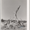 Twisted tree. Pie Town, New Mexico